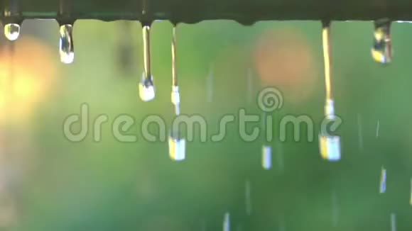 水滴向下流动热带雨林视频的预览图