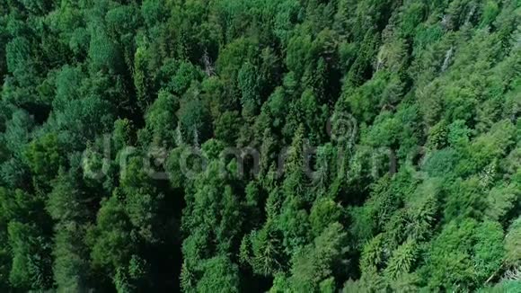 鸟瞰美丽的森林和树木视频的预览图