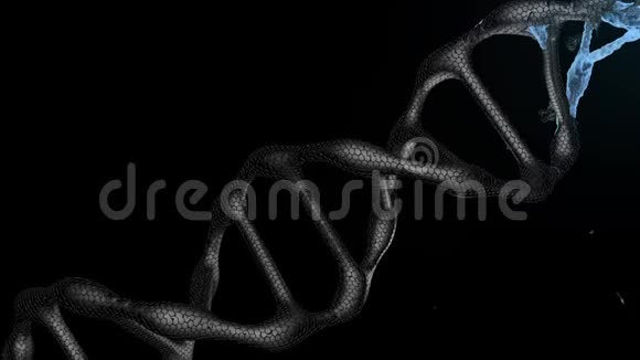 蓝色DNA链的3D动画黑色dna膜破裂DNA的形成螺旋结构的dna链特写视频的预览图