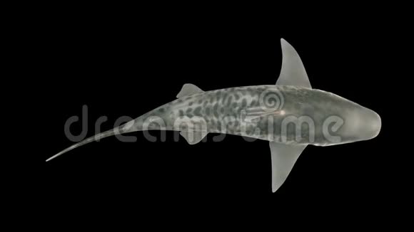 鲨鱼在水下游泳从上面看带有阿尔法频道的三维动画视频的预览图
