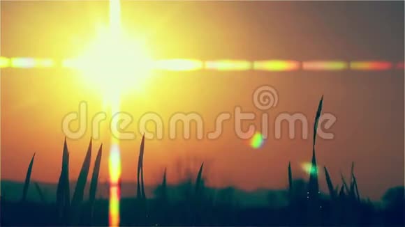 夕阳照耀下的小麦粒视频的预览图