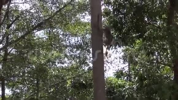 猴子爬树视频的预览图