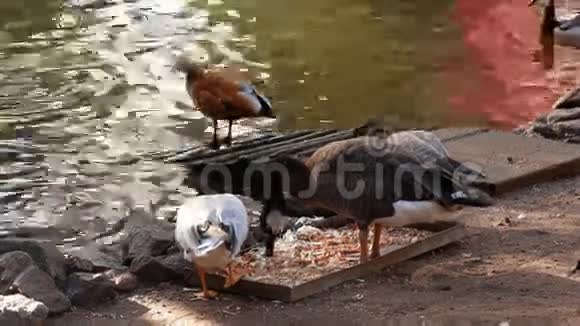 一群鸭子在吃东西视频的预览图