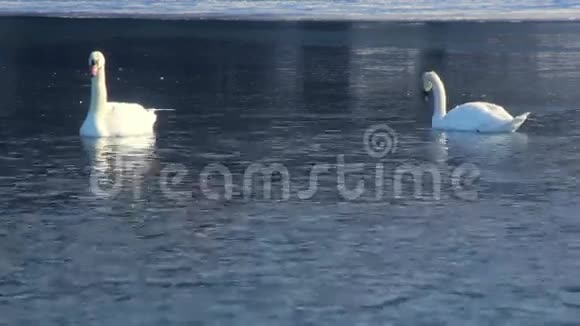 白色天鹅在冰冻的湖面上游泳冰面附近的蓝水鸟视频的预览图