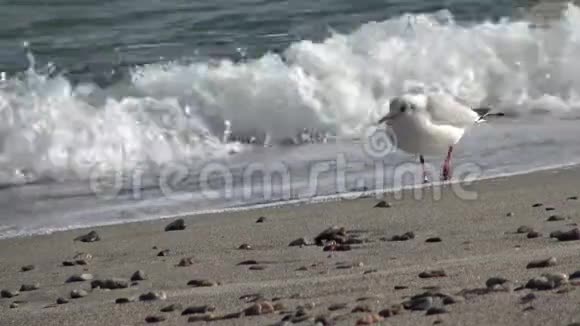 黑海沿岸的海鸥视频的预览图