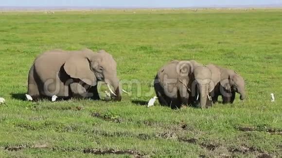 一群非洲象和鹭鸟在沼泽中觅食视频的预览图