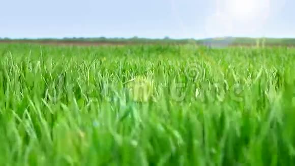 麦草上春风视频的预览图