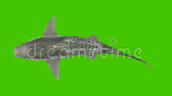 鲨鱼在水下游泳从上面看带有绿色屏幕的三维动画视频的预览图