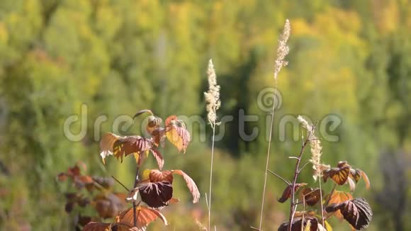 树莓叶秋天摇曳风视频的预览图