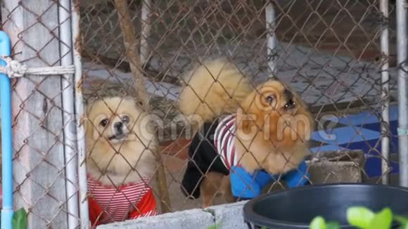 三只纯种的小狗在街边的笼子里在栅栏后面凶恶地吠叫慢动作视频的预览图