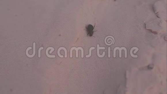 大黑甲虫带着胡子爬过岩石和沙子视频的预览图