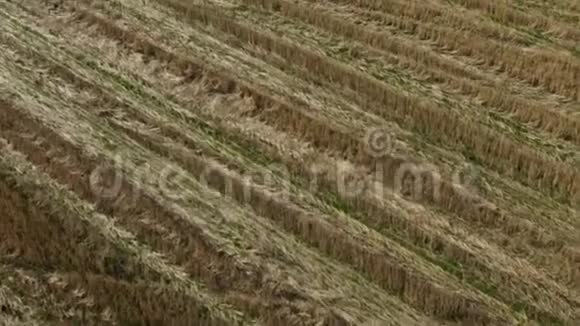 金色麦田的鸟瞰图录像现代联合收割机在收割小麦时的空中视野视频的预览图