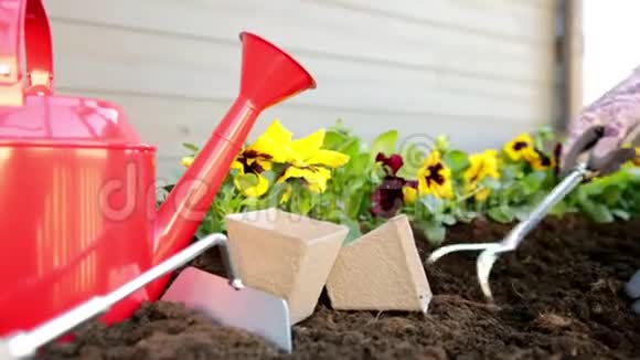 园丁用手在有泥土或泥土的花盆里种花园艺概念视频的预览图