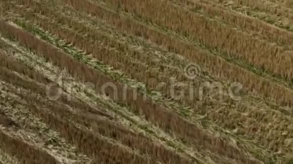 金色麦田的鸟瞰图录像现代联合收割机在收割小麦时的空中视野视频的预览图