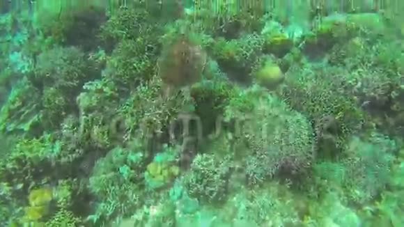 菲律宾海中的海龟视频的预览图