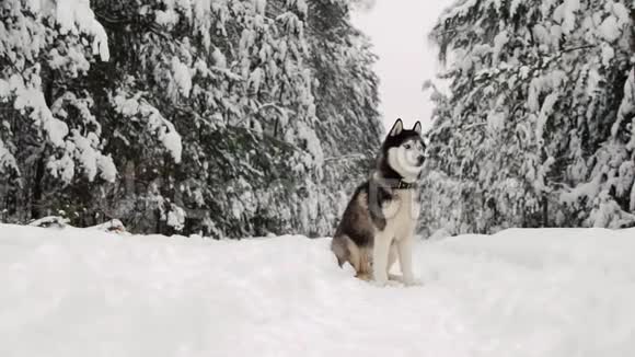 西伯利亚哈士奇坐在森林的一条小路上背景是一片冬天的森林森林里美丽的冬天狗视频的预览图