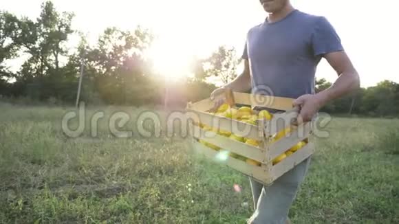 年轻的农民带着一盒有机灌木南瓜去田间视频的预览图