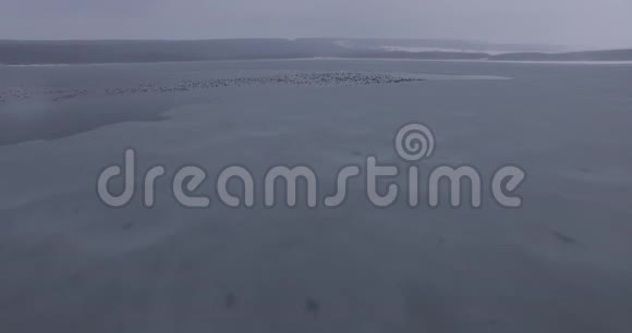 一个巨大的冰冻湖空中摄影鸟儿飞过开阔的湖区视频的预览图