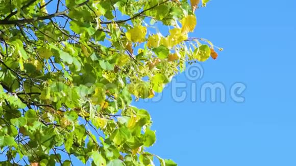 树上黄秋叶在风中摇曳视频的预览图