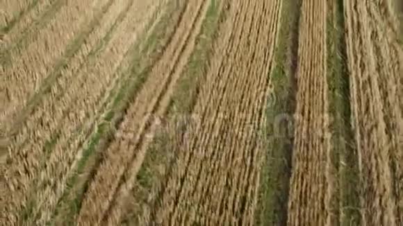 用麦田和云层俯瞰夏季景观录像田野上的金色麦穗特写俯视图视频的预览图