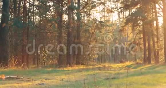 阳光照耀过森林巷乡间小路小径穿过松林夏日森林树木日落视频的预览图