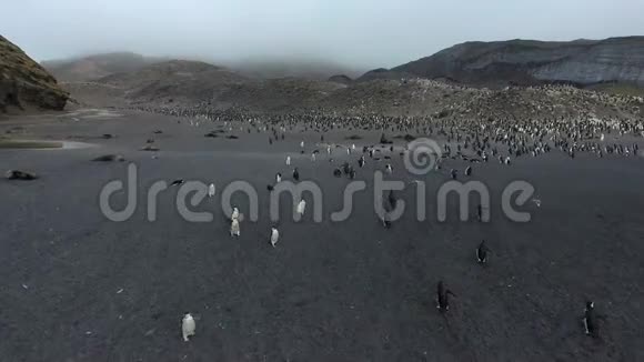 一大群企鹅站在山坡上安德列夫视频的预览图
