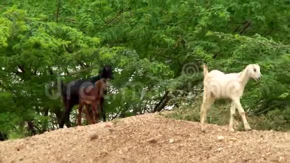 白黑山羊吃草视频的预览图