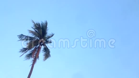 黄昏时椰树的顶端视频的预览图