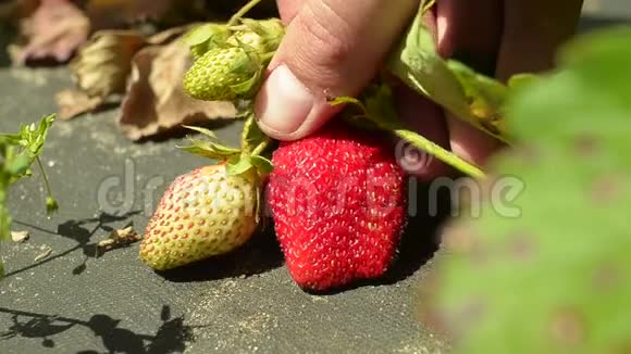 农夫手里拿着成熟的有机草莓特写镜头视频的预览图