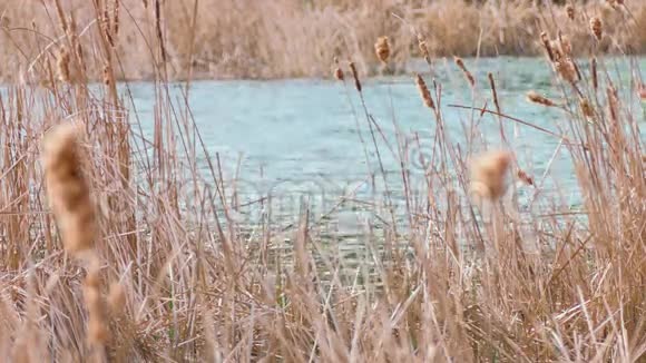 背景蓝色池塘上的芦苇视频的预览图