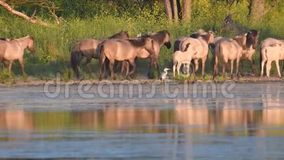 在自然保护区湖边的野马视频的预览图