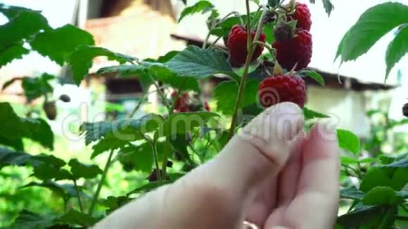 收获树莓视频的预览图