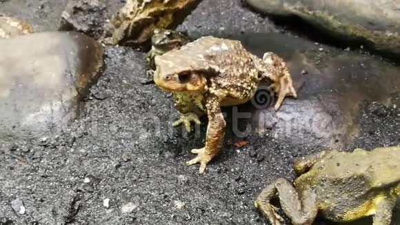 青蛙属于欧亚大陆的一个秩序由物种的多样性构成视频的预览图