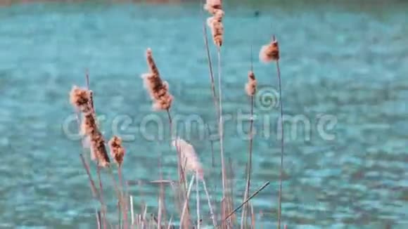 背景蓝色池塘上的芦苇视频的预览图