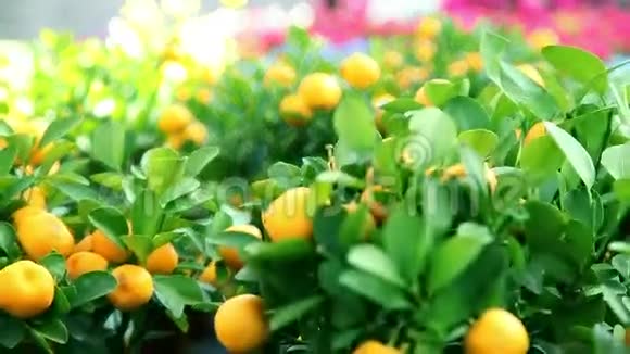 种在树上的柑桔果实视频的预览图