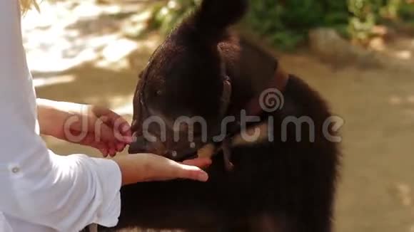 在动物园用手喂熊的女孩视频的预览图