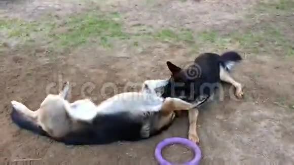 两个德国牧羊犬在房子周围玩耍视频的预览图