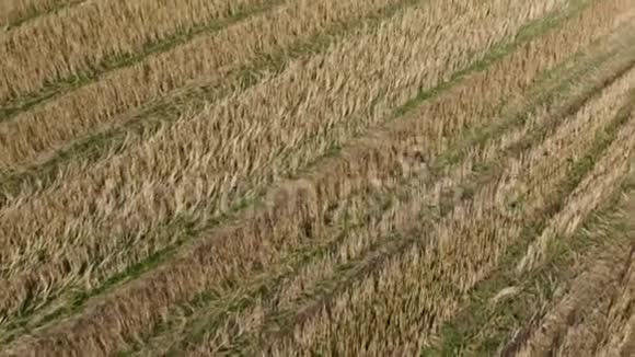 金色麦田的鸟瞰图录像现代联合收割机在收割小麦时的鸟瞰图视频的预览图