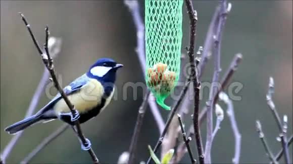 鹦鹉吃肥鸟种子视频的预览图