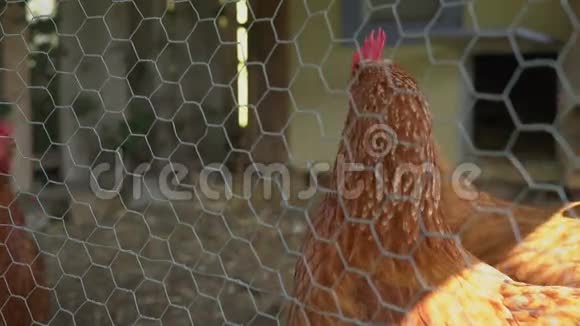 母鸡站在围栏附近视频的预览图