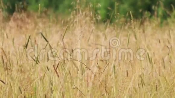夏季有干草的草甸可变田深视频的预览图