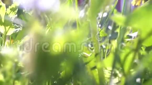 小动物在草地上奔跑穿过小径POV的观点视频的预览图