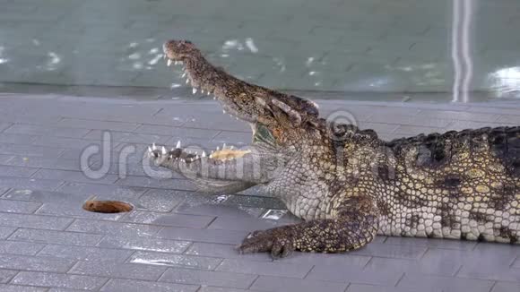张开嘴的鳄鱼躺在动物园的游泳池里泰国视频的预览图