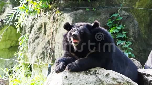 亚细亚的黑熊近在岩石上休息视频的预览图