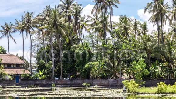 4印度尼西亚巴厘岛热带岛屿上莲花场的时间推移在巴厘岛东部坎迪斯达萨令人惊叹的场景与云彩视频的预览图