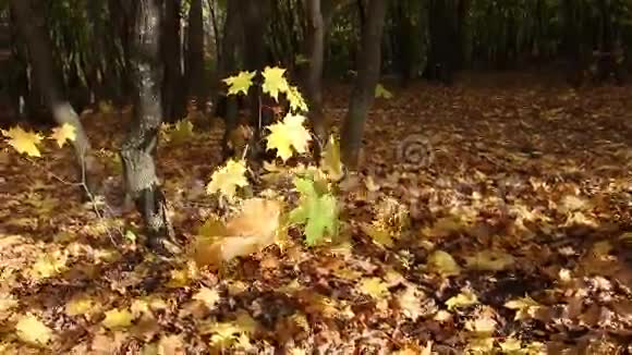 森林里的金风视频的预览图