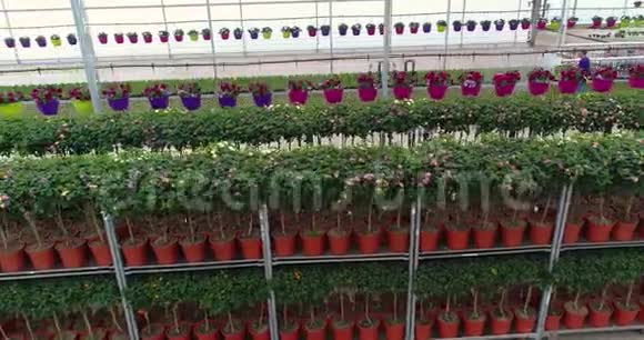 一排排花盆在温室里在温室里种花许多五颜六色的植物生长着各种各样的植物视频的预览图
