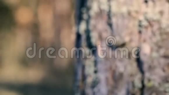 摄像机聚焦在树干上视频的预览图