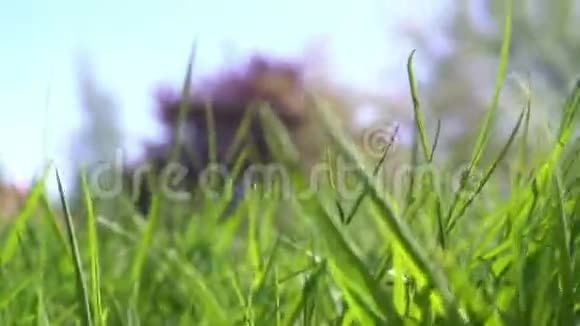 小动物在草地上奔跑穿过小径POV的观点视频的预览图