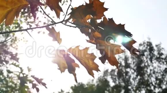 秋天的树叶在树上透过树叶阳光普照视频的预览图